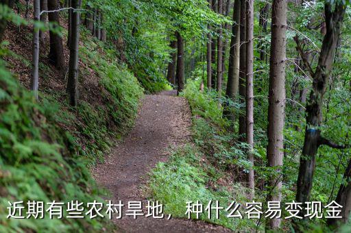 旱地種什么掙錢(qián),種什么容易變現(xiàn)金