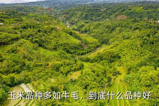 玉米品種多如牛毛，到底什么品種好