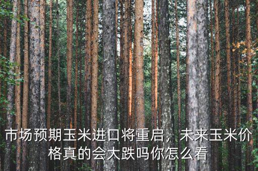 市場(chǎng)預(yù)期玉米進(jìn)口將重啟，未來(lái)玉米價(jià)格真的會(huì)大跌嗎你怎么看
