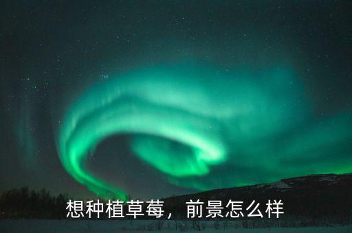 想種植草莓，前景怎么樣