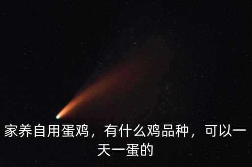 家養(yǎng)自用蛋雞，有什么雞品種，可以一天一蛋的