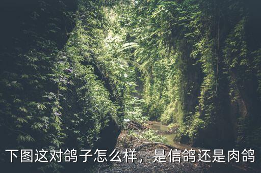 下圖這對(duì)鴿子怎么樣，是信鴿還是肉鴿