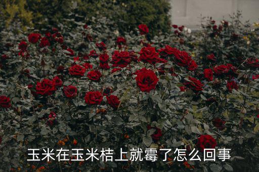 玉米有點霉怎么辦,玉米發(fā)霉了怎么辦