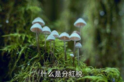什么叫稅收紅利，什么是紅利稅企業(yè)交企業(yè)所得稅后分紅給個人還需要交個人所得稅不