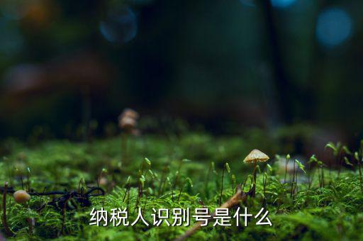 納稅人的識別號是什么，納稅人識別號是什么