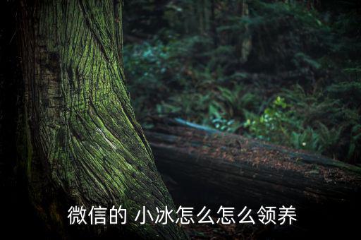 微信小冰怎么升級,微軟小冰添新功能可與陌生人聊天!