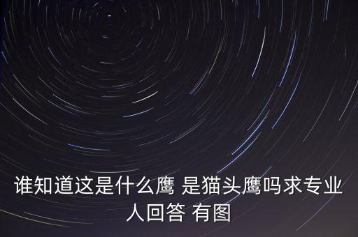 頭長(zhǎng)的像鷹是什么鴿子，有那種飛禽類似鷹但又比鷹小專捕食鴿子