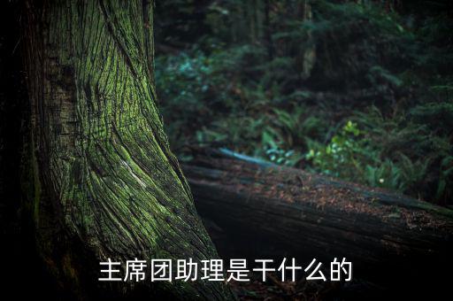 主席團助理做什么，主席團助理是干什么的