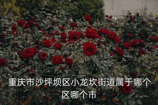  重慶市沙坪壩區(qū)小龍坎街道屬于哪個區(qū)哪個市